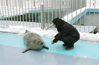 あざらしが２匹