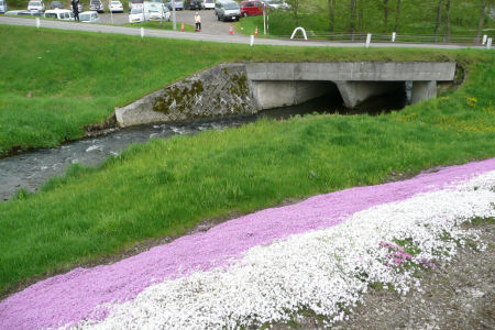 芝桜