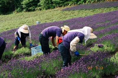 ラベンダー収穫