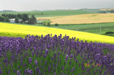 かんのファーム