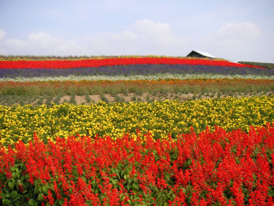 かんのファーム