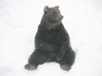 クマその２