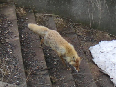キツネ